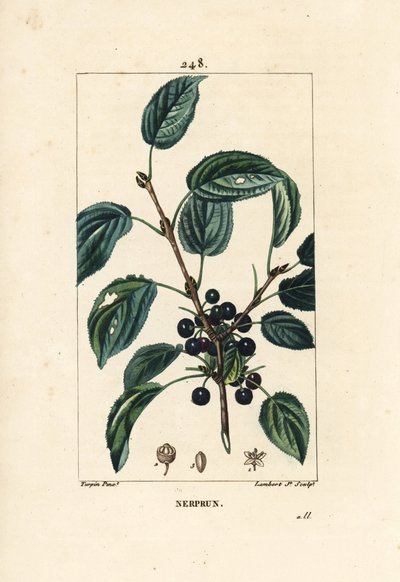 Nerprun purgatif - Pierre Jean Francois Turpin