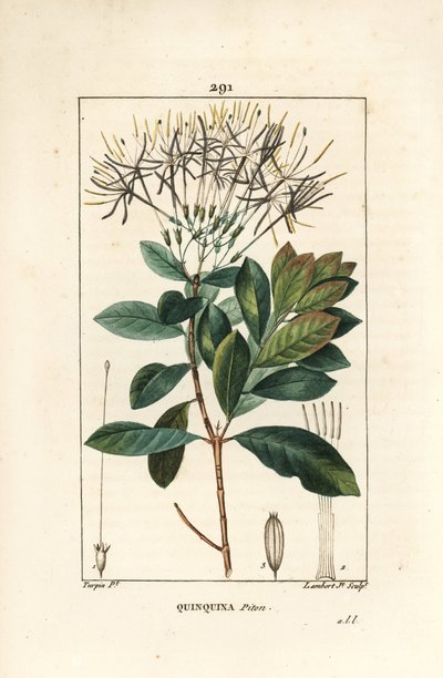 Quinquina piton - Exostema sanctae-luciae (syn. Cinchona floribunda), avec fleur, feuille, tige et graine. Gravure au pointillé en couleur à la main par Lambert Junior d