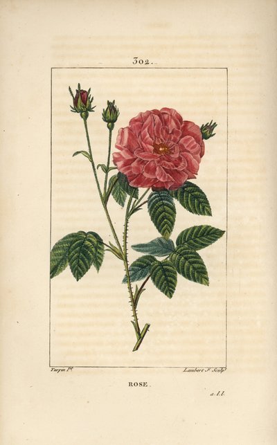 Rose de France ou Rose de Provins - Rose, Rosa gallica, avec bouton, fleur, feuille et tige épineuse. Gravure au pointillé colorée à la main par Lambert Junior d