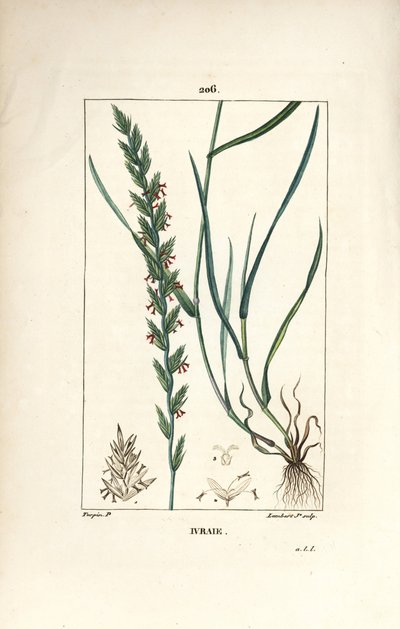 Ray-grass, Gramen loliaceum - Pierre Jean Francois Turpin