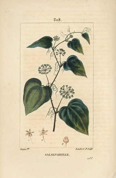 Salsepareille ou Granon de Montagne, Liseron Épineux - Liseron rugueux ou salsepareille, Smilax aspera, avec fleur, tige, vrille, feuille et graine. Gravure au pointillé colorée à la main par Lambert Junior d
