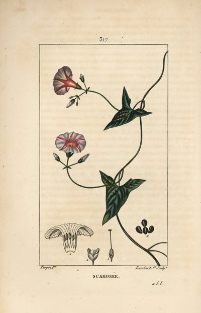 Scammonee - Scammonée, Convolvulus scammonia, avec fleur, feuille, tige et vrille grimpante. Gravure en taille-douce en couleur par Lambert Junior d