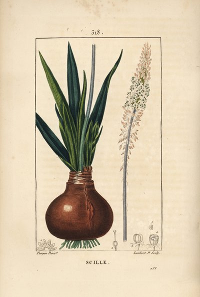 Scille maritime, Drimia maritima, avec bulbe, feuille, tige et fleur. Gravure en taille-douce coloriée à la main par Lambert Junior d