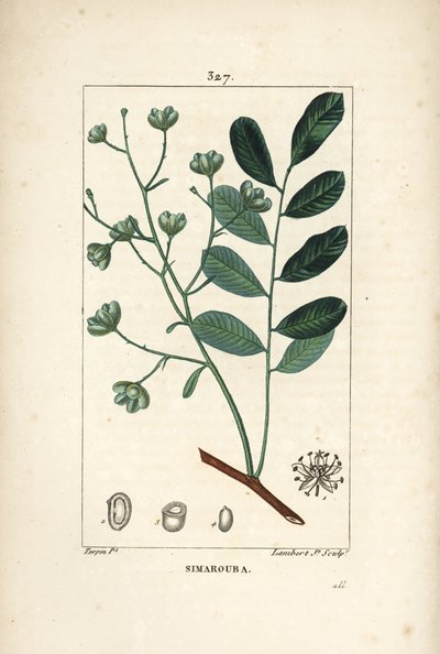 Simarouba amère - Marupa ou bois amer, Simarouba amara (Quassia simaruba) avec fleur, feuille, branche et graine. Gravure en taille-douce en couleur par Lambert Junior d