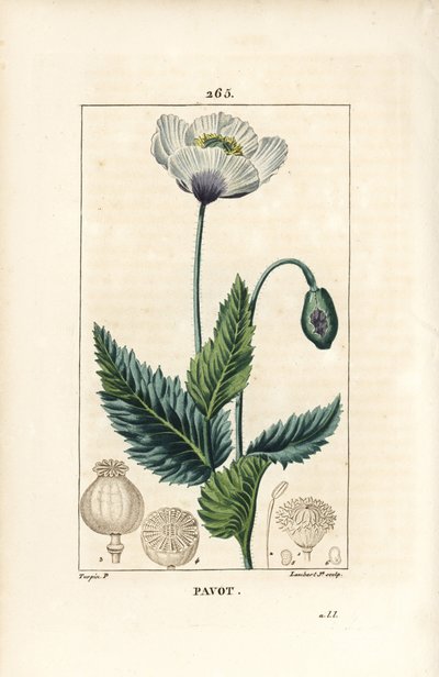 Pavot somnifère ou pavot de jardin - Pavot de jardin ou pavot somnifère, Papaver somniferum, avec fleur, feuille et capsule de graines. Gravure en taille-douce en couleur par Lambert Junior d