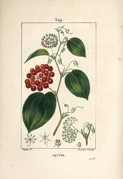 Smilax de Chine, Smilax china, avec fleur, vrille, feuille et fruit - Pierre Jean Francois Turpin