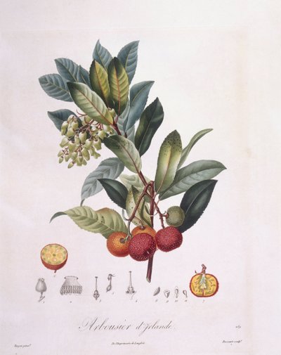 Arbousier (Arbutus unedo), planche botanique par Pierre Jean Francois Turpin - Pierre Jean Francois Turpin