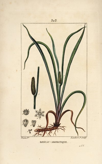 Acore odorant, Acorus calamus, avec graine, feuille et racine - Pierre Jean Francois Turpin