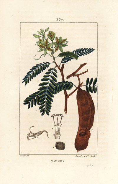 Tamarin - Pierre Jean Francois Turpin