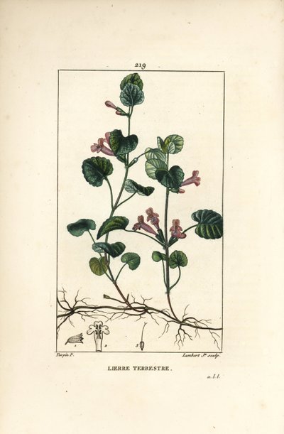 Lierre terrestre - Lierre terrestre, Hedera terrestris. Gravure en taille-douce en couleur par Lambert Junior d