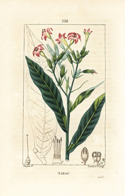 Tabac - Tabac, Nicotiana tabacum - Pierre Jean Francois Turpin
