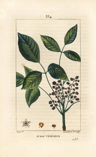 Liane toxique - Pierre Jean Francois Turpin