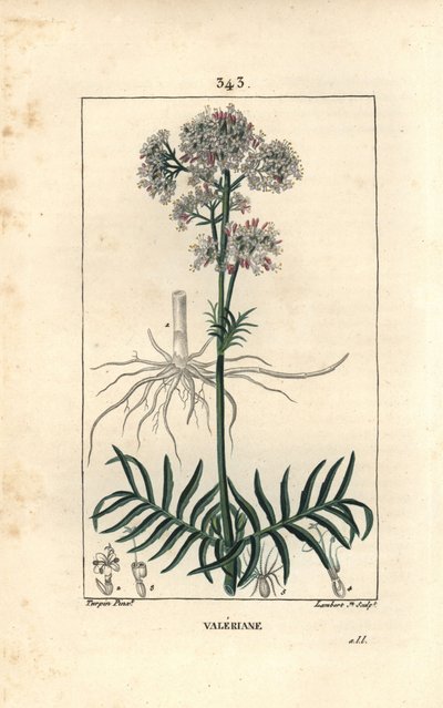 Valériane des collines ou Valériane à petites feuilles - Pierre Jean Francois Turpin