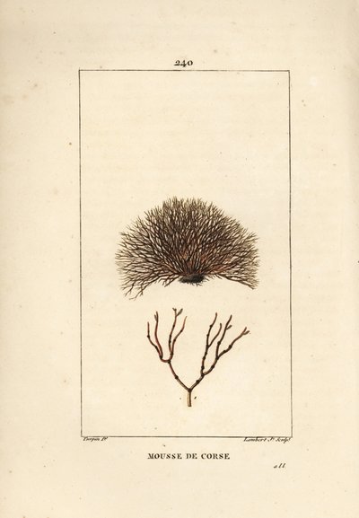 Variété de fucus - Pierre Jean Francois Turpin