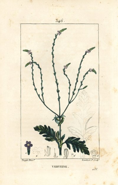 Verveine ou Herbe Sacrée, Veine de Vénus ou Herbe de Sorcière - Vervain, Verbena officinalis. Gravure au pointillé colorée à la main par Lambert Junior d