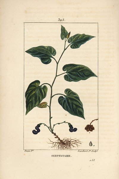 Serpentaire de Virginie - Serpentaire de Virginie, Aristolochia serpentaria, avec fleur, feuille, tige, graine et racine. Gravure en taille-douce en couleur par Lambert Junior d