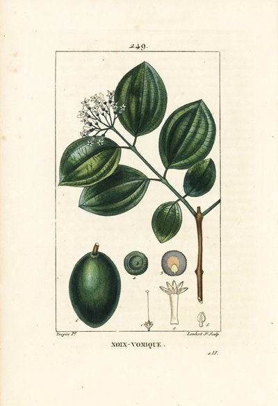 Vomiquier - Arbre à strychnine ou noix vomique - Pierre Jean Francois Turpin