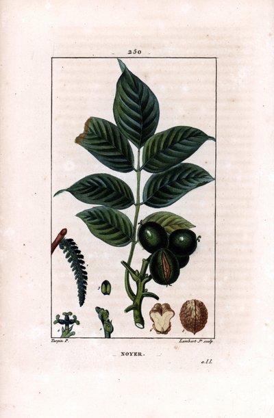 Branche de noyer avec noix - Noyer, Juglans regia, avec branche, feuilles, fruit mûr, noix en coque et en section. Gravure en taille-douce en couleur par Lambert Junior d