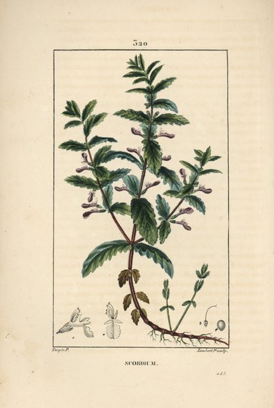 Germandrée aquatique - Pierre Jean Francois Turpin