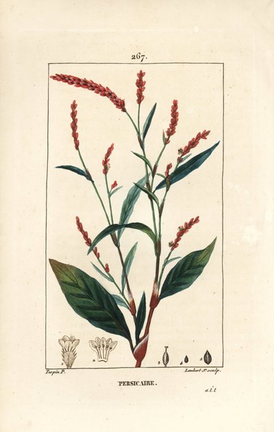 Renouée poivre d