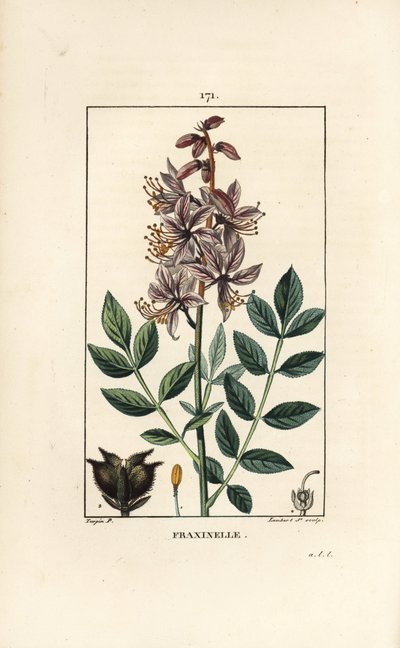 Dictamnus albus blanc - Pierre Jean Francois Turpin