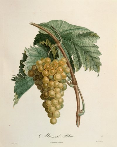Raisins muscat blancs par Pierre Jean François Turpin (1775-1840) - Pierre Jean Francois Turpin
