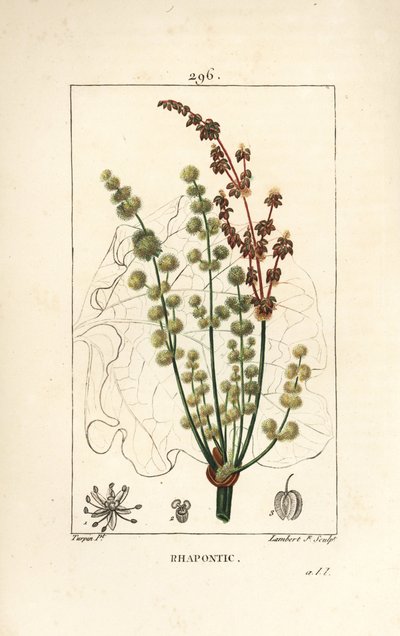 Rhubarbe sauvage - Rhapontic ou fausse rhubarbe, Rheum rhapontium, avec fleur, tige, graine et contour de feuille. Gravure en taille-douce en couleur par Lambert Junior d