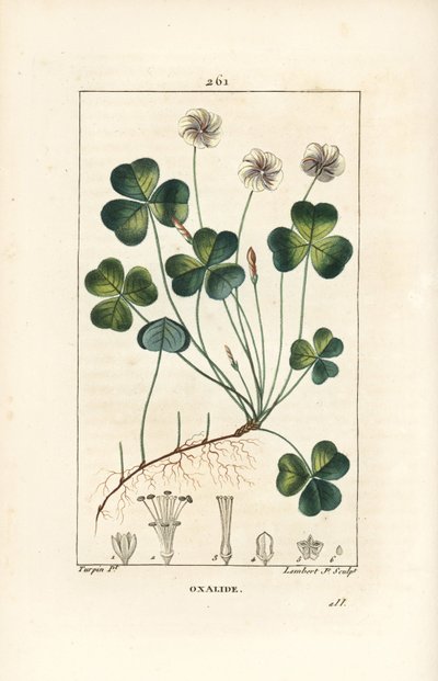 Oxalide des bois - Oxalis acetosella, avec fleur, feuille, tige, graine et racine. Gravure en taille-douce en couleur par Lambert Junior d