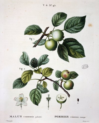 Pommier mier commun sauvage - dans "Nouveau Duhamel du Monceau ou traité des arbres et arbustes cultivés en France", figures d