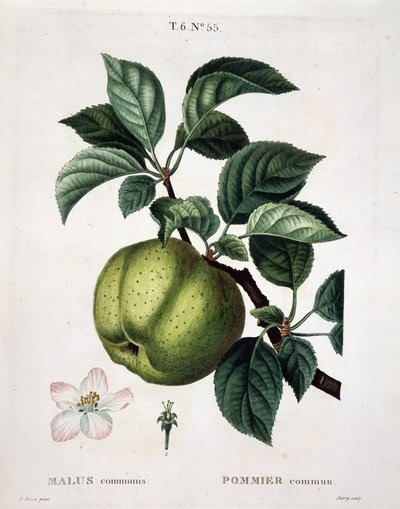 Pommier - dans "Nouveau Duhamel du Monceau ou traité des arbres et arbustes cultivés en France", figures d
