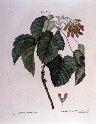 Botanique : branche d