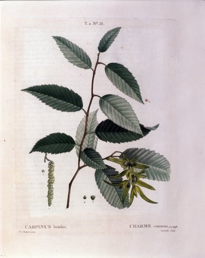 Botanique : branche de charme. Planche tirée du Nouveau Duhamel du Monceau ou Traité des arbres et arbustes cultivés en France. Aquarelle de Pierre Joseph Redouté (1759-1840) 1819 - Pierre Joseph (after) Redoute