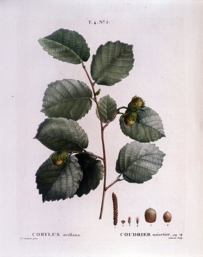 Botanique : branche de noisetier. Planche tirée du « Nouveau Duhamel du Monceau ou Traité des arbres et arbustes cultivés en France » Aquarelle de Pierre Joseph Redouté (1759-1840) 1819 - Pierre Joseph (after) Redoute