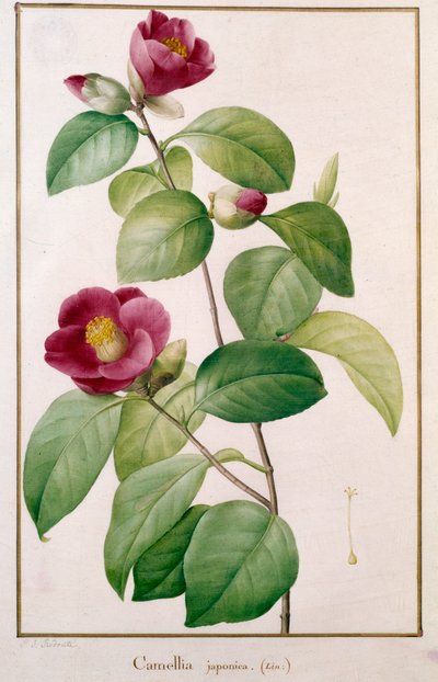 Camellia japonica - Pierre Joseph (after) Redoute