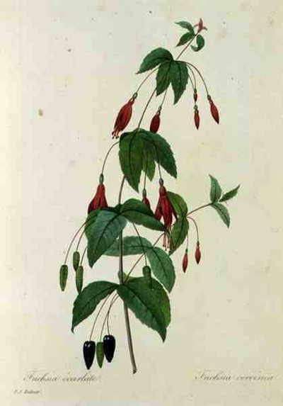 Fuchsia coccinea, de 