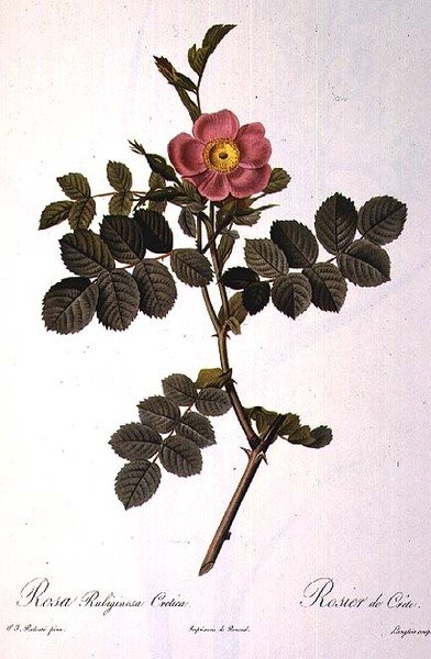 Rosa Rubiginosa Cretica, gravé par Langlois, de 