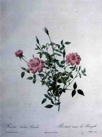 Rosa indica pumila (rose du Bengale naine), gravé par Chapuy, de 