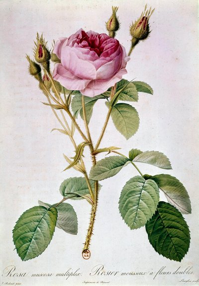 Planche de rose par Pierre Joseph Redouté (1817) - Pierre Joseph (after) Redoute