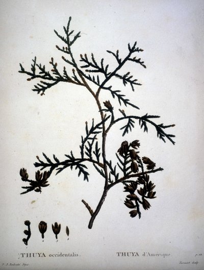 Thuya occidentalis ou Thuya d