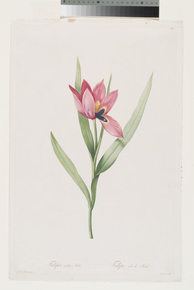 Tulipe Œil de Soleil - Pierre Joseph (after) Redoute