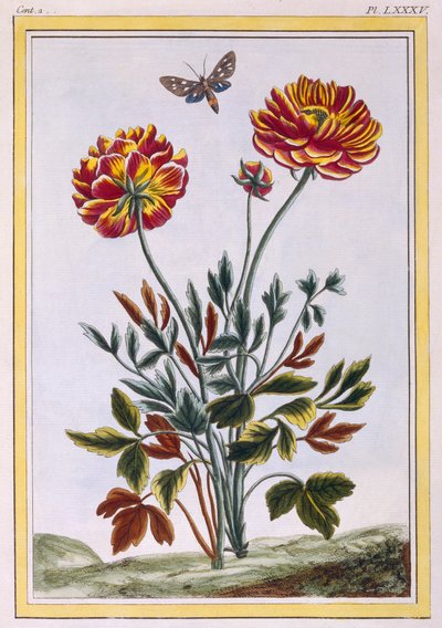 Une variété de pavot jaune à double fleur, vers 1776 - Pierre Joseph Buchoz
