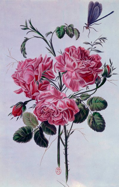 Bouquet de pivoines Lithographie par Pierre Joseph - Pierre Joseph Buchoz