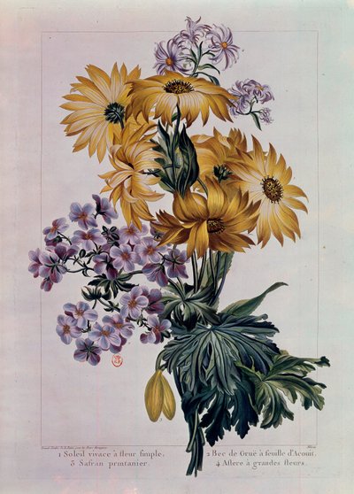 Bouquet de soleils et autres fleurs. Soleil vivace avec fleur unique, bec de grue avec feuille d