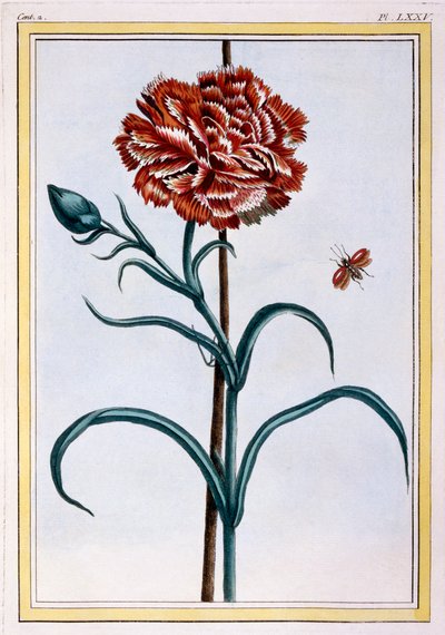 Œillet, pub. 1776 - Pierre Joseph Buchoz