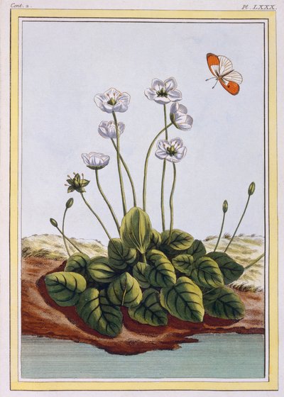 Chiendent de Parnasse, pub. 1776 - Pierre Joseph Buchoz