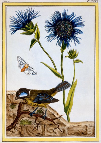Bleuet, pub. 1776 - Pierre Joseph Buchoz