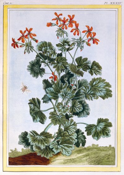 Géranium, pub. 1776 - Pierre Joseph Buchoz