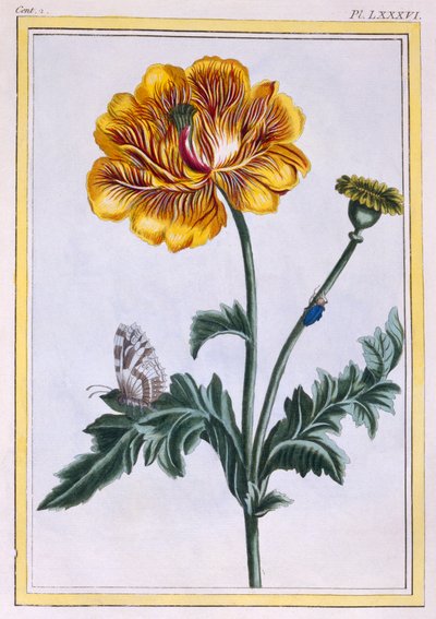 Renoncule rampante double Ranunculus repens Var: Pleniflorus, pub. 1776 - Pierre Joseph Buchoz