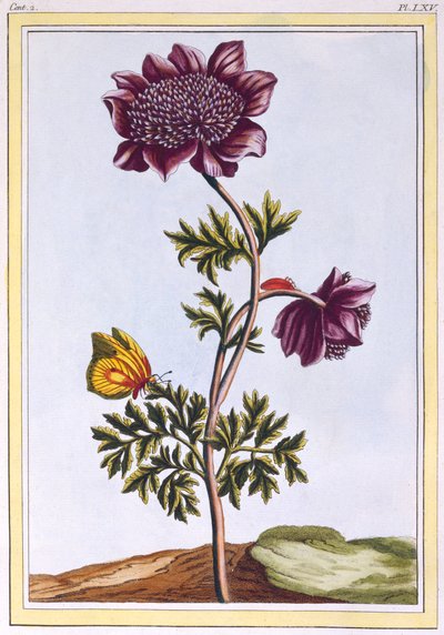 Anémone du jardin, pub. 1776 - Pierre Joseph Buchoz