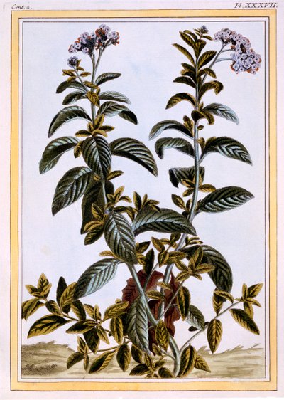 Héliotrope ou cerisier, vers 1766 - Pierre Joseph Buchoz